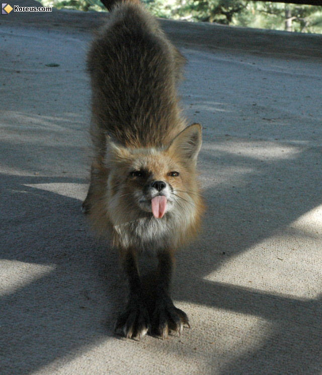 renard.jpg