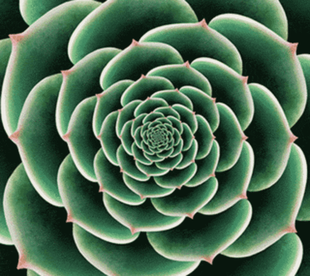GreenFlower640-1.gif