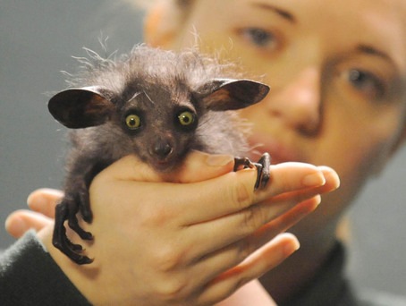 bristol-aye-aye-lemur1.jpg