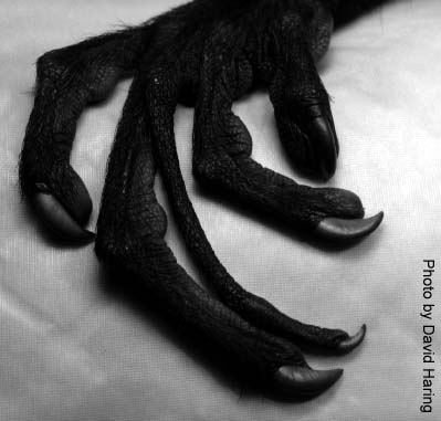 aye-aye_hand.jpg