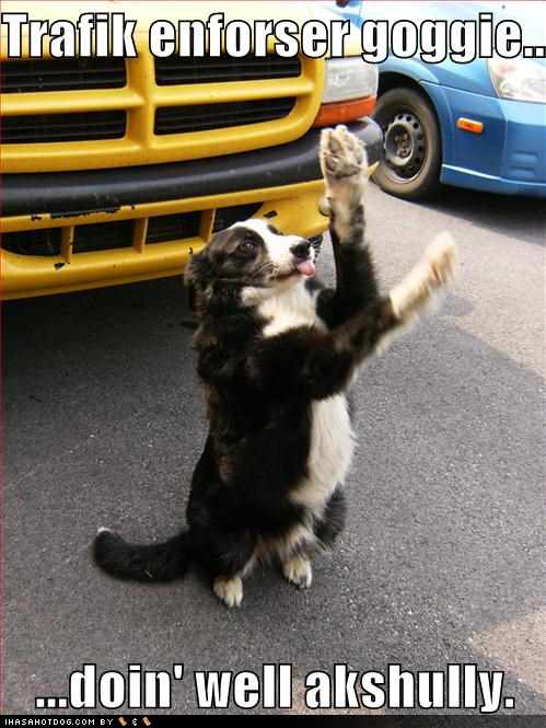 funny-dog-pictures-traffic-enforcer-goggie.jpg