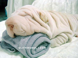 towel-or-dogcopy.jpg