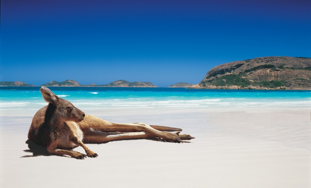 Kangaroo-LuckyBay.jpg