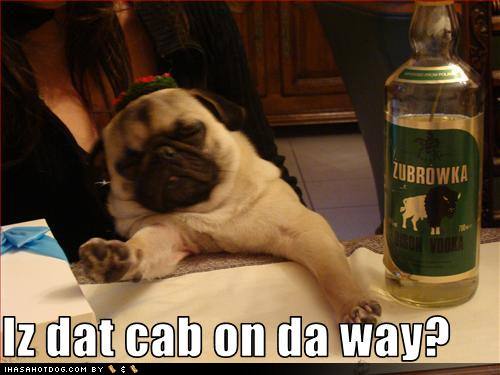funny-dog-pictures-pug-asks-if-his-cab-is-en-route.jpg