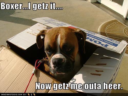 funny-dog-pictures-your-boxer-is-tired-of-your-bad-jokes.jpg