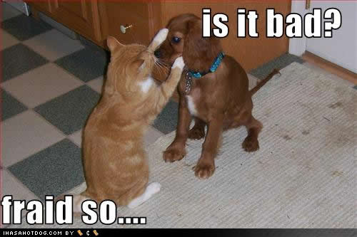 funny-dog-pictures-bad-fraid.jpg