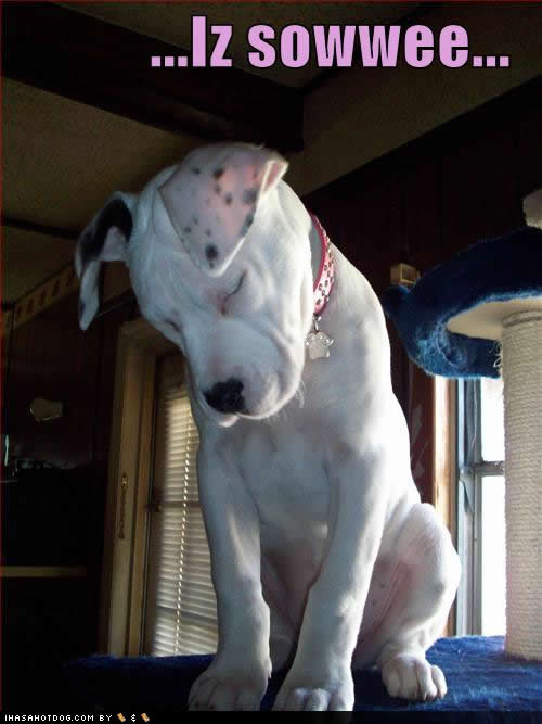 funny-dog-pictures-iz-sowwee.jpg