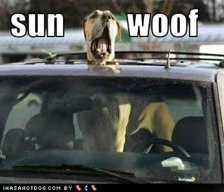 funny-dog-pictures-sun-woof.jpg
