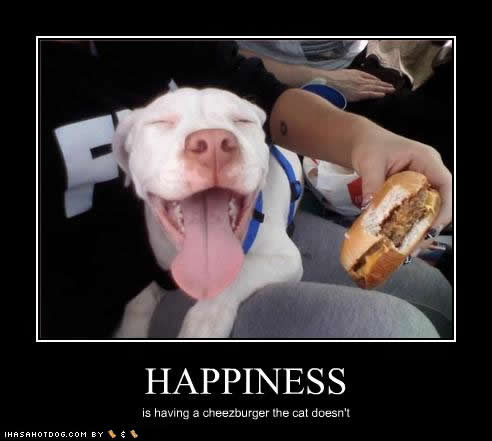 funny-dog-pictures-happiness-cheezburger.jpg