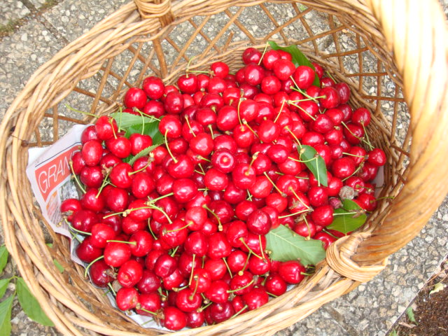 cerises2.JPG