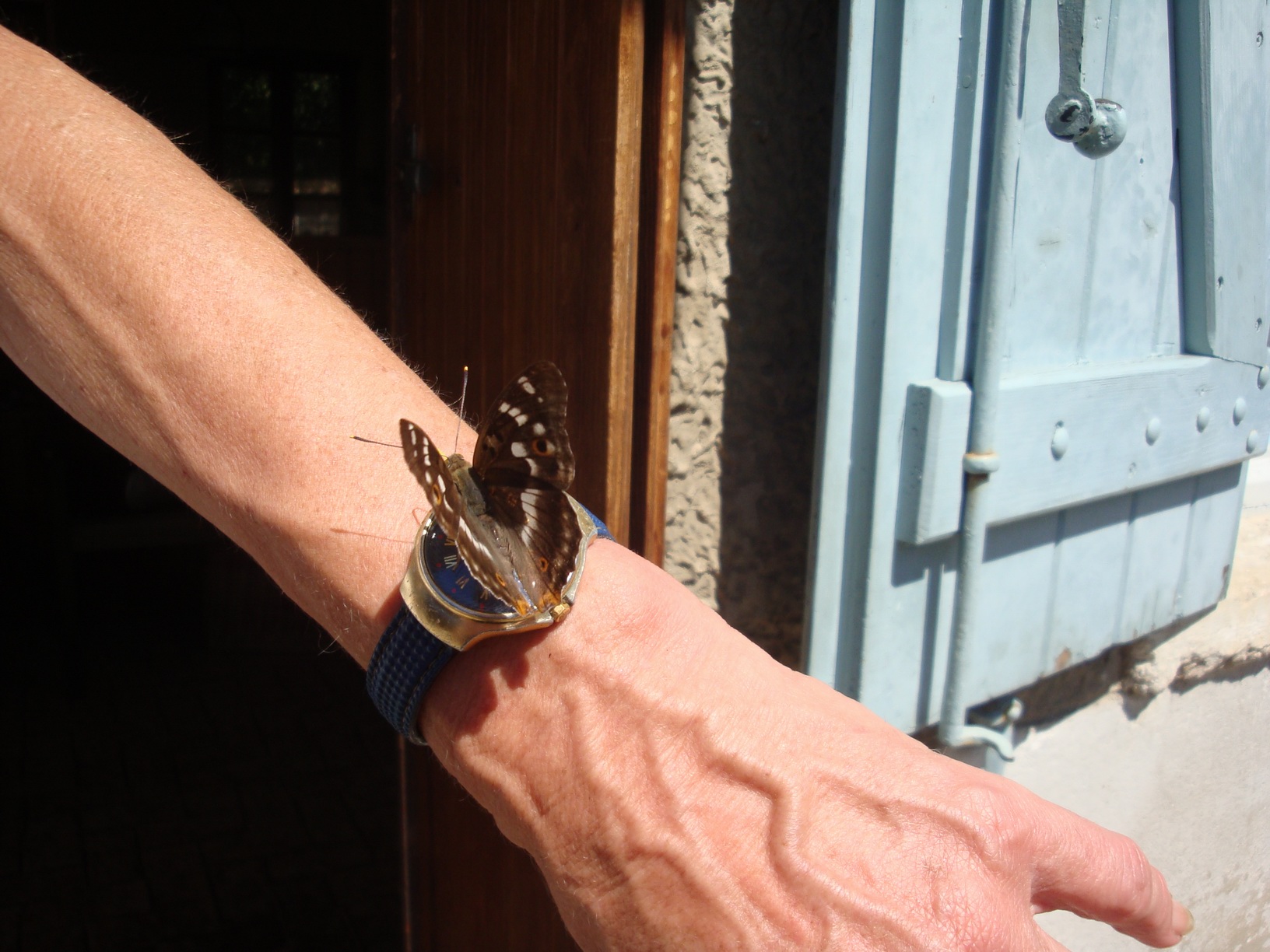 papillon,5b.jpg