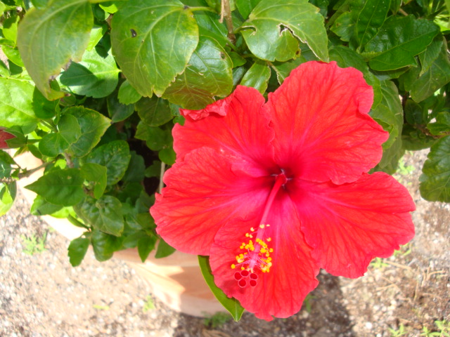hibiscus.JPG