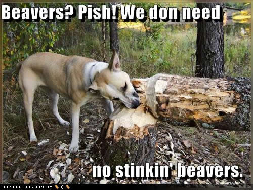 funny-dog-pictures-stinkin-beavers.jpg