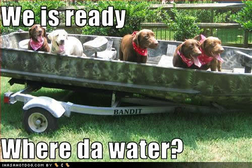 funny-dog-pictures-where-water1.jpg