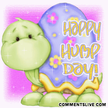 hump-day-turtle-81.gif