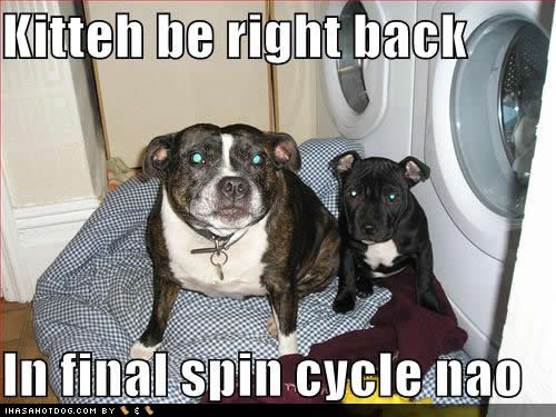funny-dog-pictures-spin-cycle.jpg