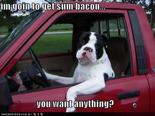 funny-dog-pictures-sum-bacon.jpg