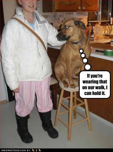 funny-dog-pictures-wearing-that.jpg