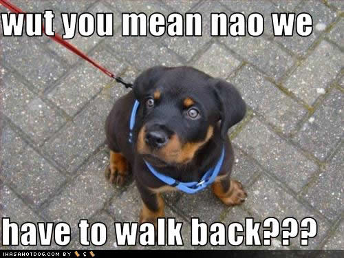 cute-puppy-pictures-walk-back.jpg