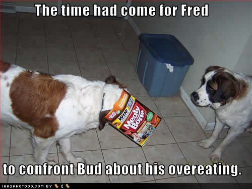 funny-dog-pictures-confronting-overeating.jpg