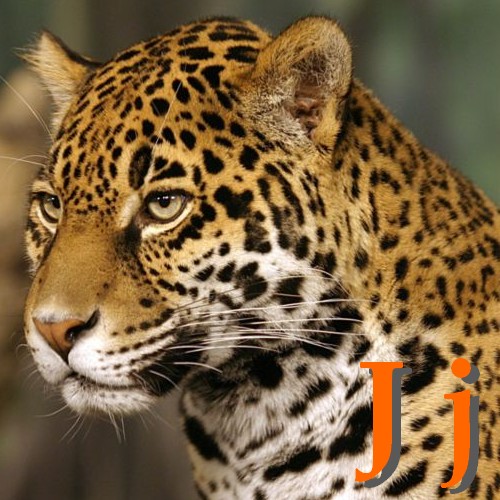 J_Jaguar.jpg