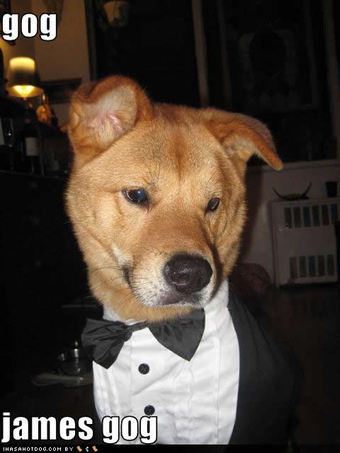 funny-dog-pictures-james-gog.jpg