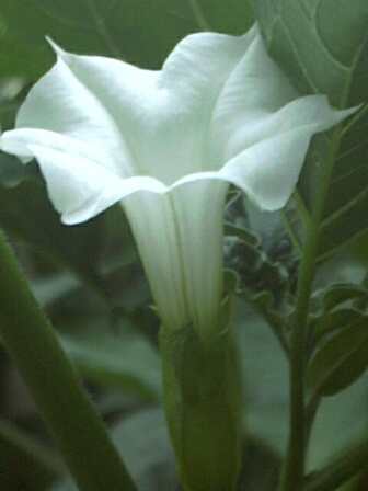 datura.jpg