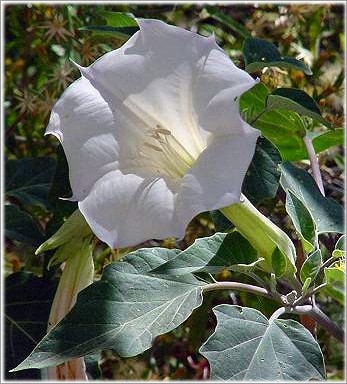 Datura-Meteloides.jpg