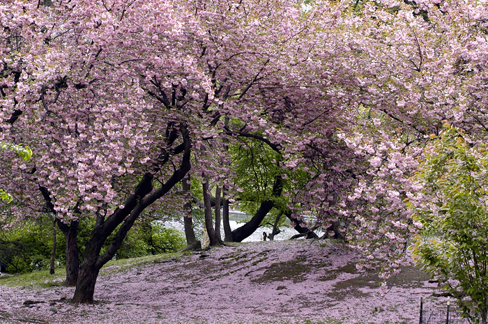sakura.jpg