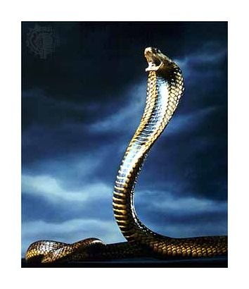 cobra_royal.jpg