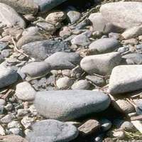 Nature03.jpg